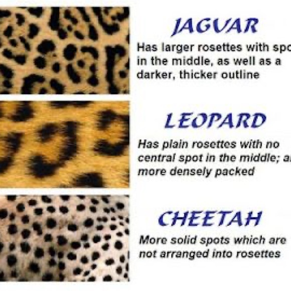 Linea Paolo Felicia III Leopard Zip-Up Leather Platform Bootie Sneakers - Picture 4 of 4